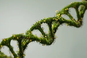 A WOVEN SKEIN OF FLOWERS AND GRASS FORMS THE SHAPE OF DNA