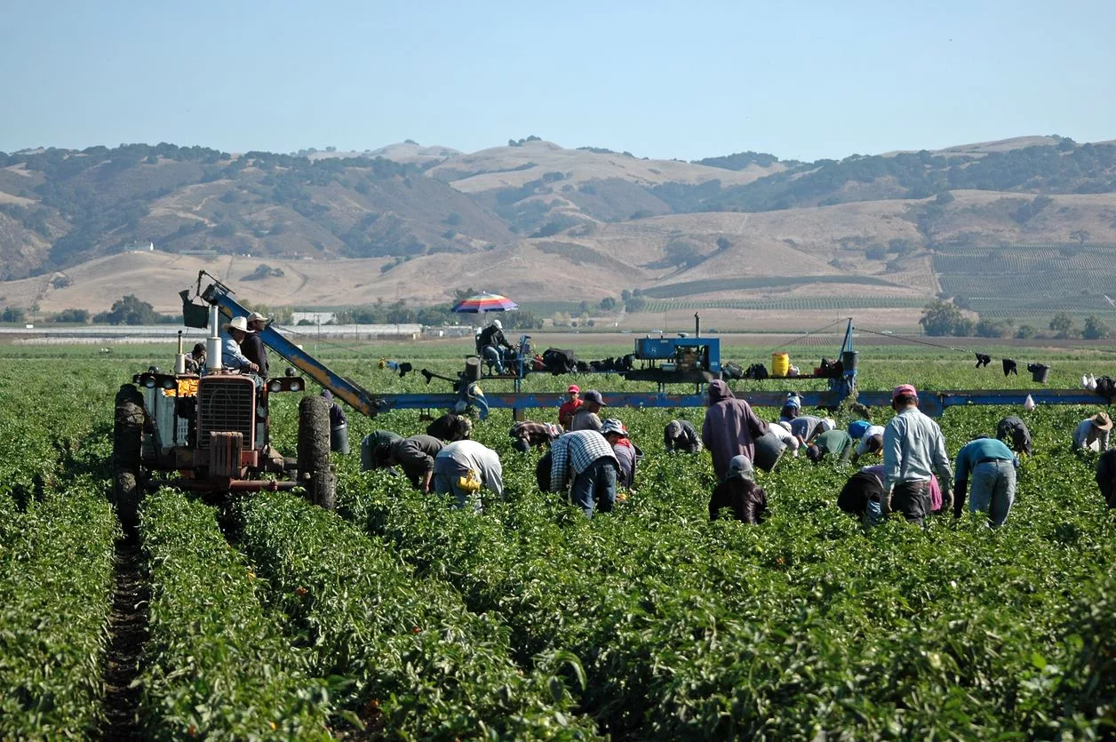 Immigrant labor farm workers california istock nnehring 157189463